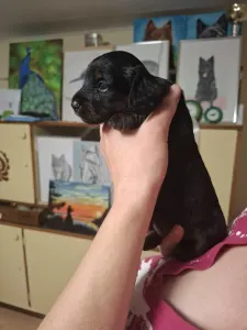 Tacskó - Black Jack