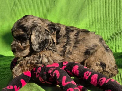 Cavapoo - Melody