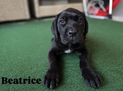 Cane Corso - Beatrice