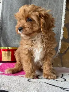 Cavapoo - Zara
