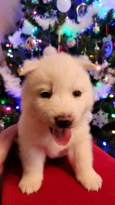Siberian Husky - Nefrit Of Polar Moonlights