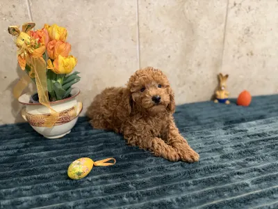 Barbone nano - Goofy