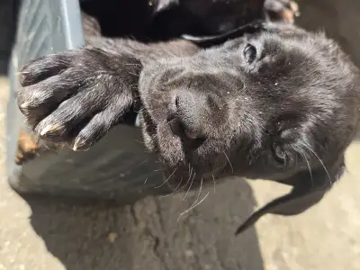 Deutsche Dogge - Puff