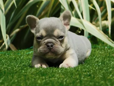 French Bulldog - Joker 
