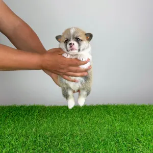 Pembroke Welsh Corgi - Zuro
