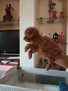 Toy uszkár - Poodle Toy F