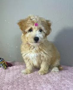 Maltipoo - Thalia
