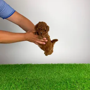 Poodle Miniature - Tini