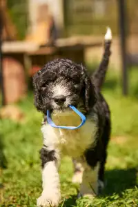 French Water Dog - Federico