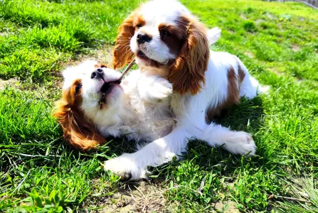 Cavalier King Čarles Španiel - Erdőszéli Ezüstcsillag Pietro 