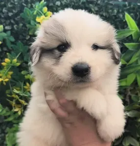 Pyrenean Mountain Dog - Candybelldream Elmo