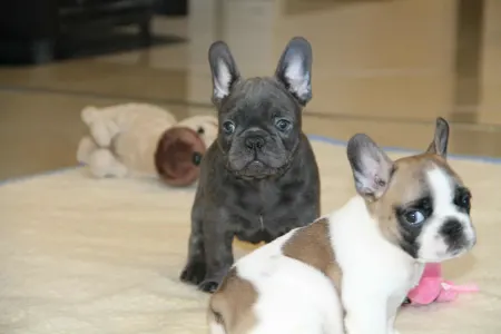 French Bulldog - Johnny 