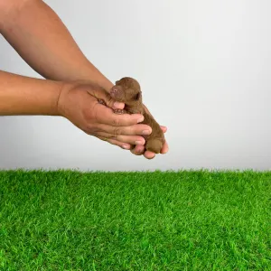Caniche Toy - Xin