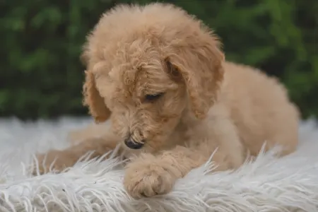 Poodle Standard - Arturo - Grey Boy / Szürke Fiú