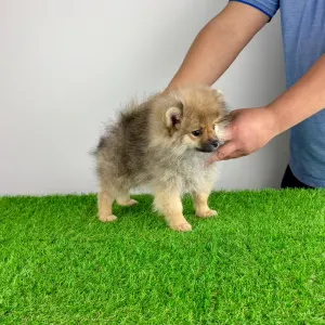German Pomeranian Spitz - Onita