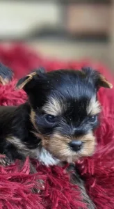 Yorkshire Terrier - Happy Life (extra Small)