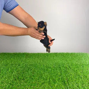 Yorkshire Terrier - Klex