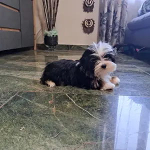 Biewer Terrier - Duke