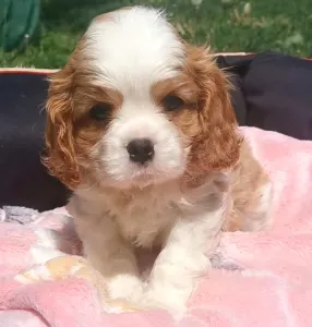 Cavalier King Charles Spaniel - Itiel