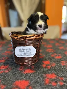 Border Collie - Gvinet