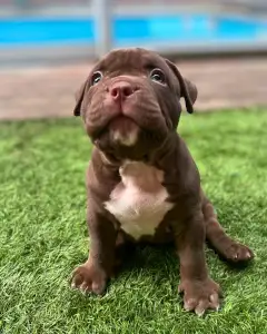 l'American Bully - Standard - Honey Berry