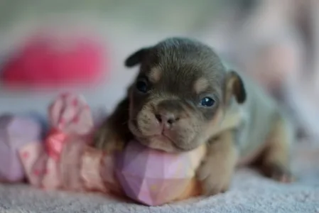 Französische Bulldogge - Lola