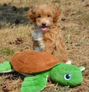 Maltipoo - Arnold