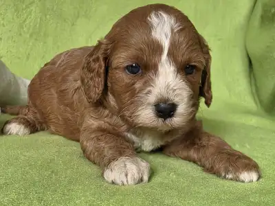 Cavapoo - Joker