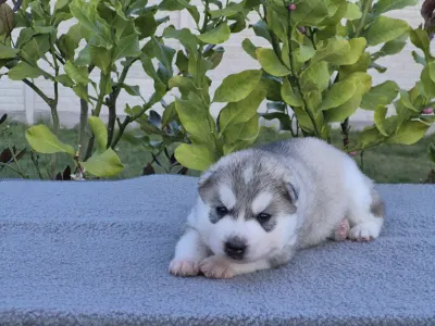 Szibériai husky - Grey Boy