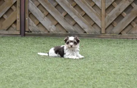 Biewer Yorkshire - Quentin (biro)