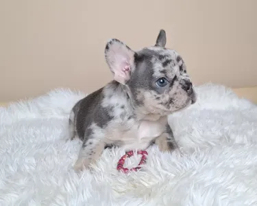 French Bulldog - Zazi