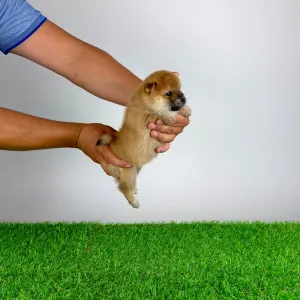 Shiba - Subaru