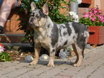 Francia bulldog - Julia