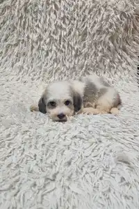 Havanese - Monty
