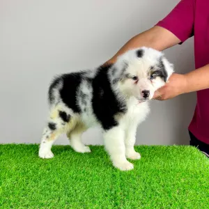 Australian Shepherd - Roxy