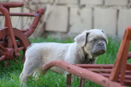 Francia bulldog - Ulán
