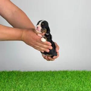 Кавалер кинг-чарльз-спаниель - Medy