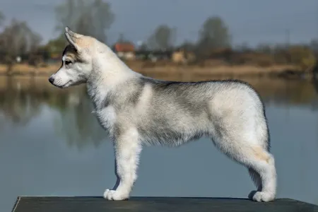 Siberian Husky - Saint Michael Island The Show Must Go On