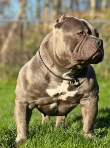 Amerikai Bully - Pocket - M. Platinum Dogs