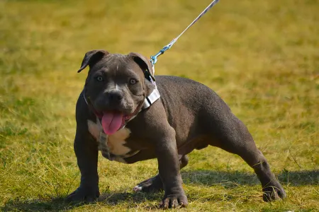 l'American Bully - Pocket - Drogo
