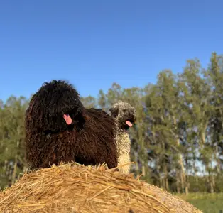 Puli - Tincses-kincsem Lagotto & Puli