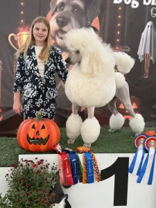 Óriás uszkár - Enzo