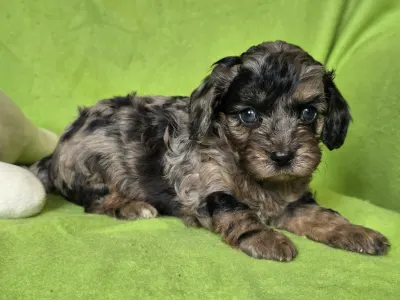 Cavapoo - Max