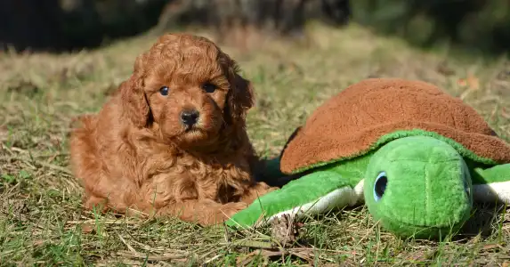 Cavapoo - Zaki