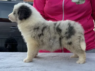 Border Koli - Slate Merle Boy