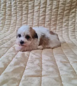 Havanese - Sammy