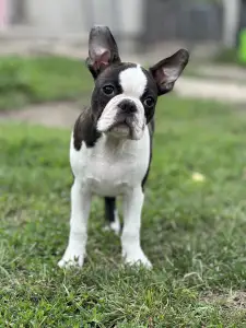Boston Terrier - Yumba Nero Di Angelo