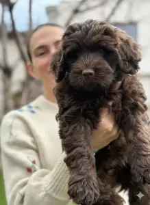 Portuguese Water Dog - Bendjamin Riva