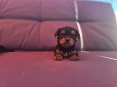 Yorkshire Terrier - Atos