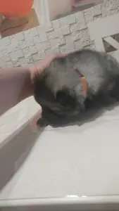 Wolfsspitz - Silver Whirl Baby Gold Star